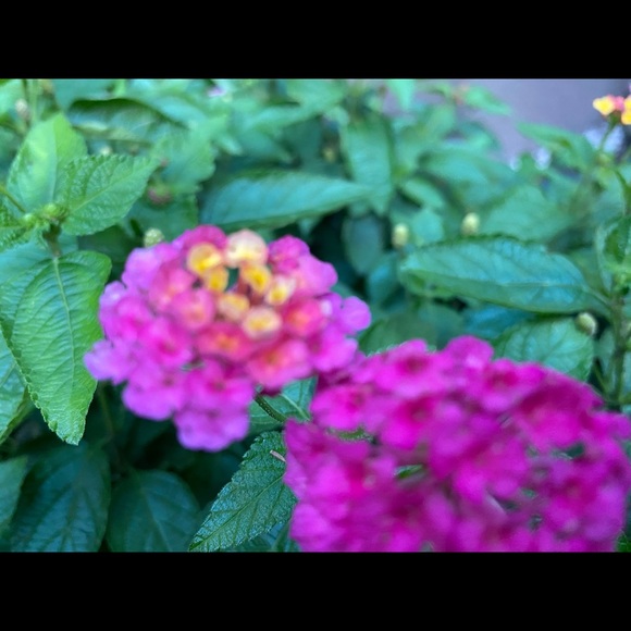 Sharing to support each other! 🌻🥰 - Picture 3 of 7